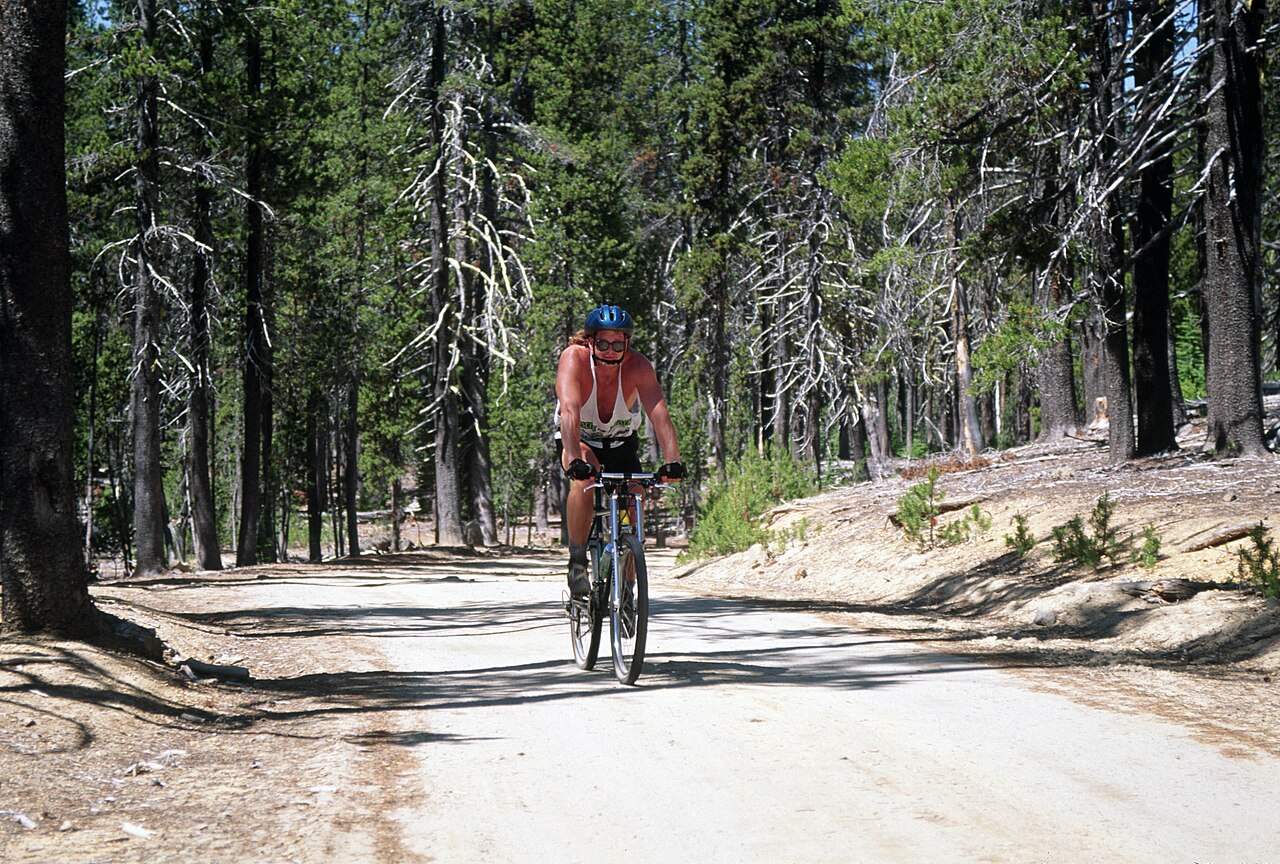 Rowerzyści górscy na leśnej drodze w Mount Hood National Forest — zdjęcie ilustracyjne jazdy MTB.