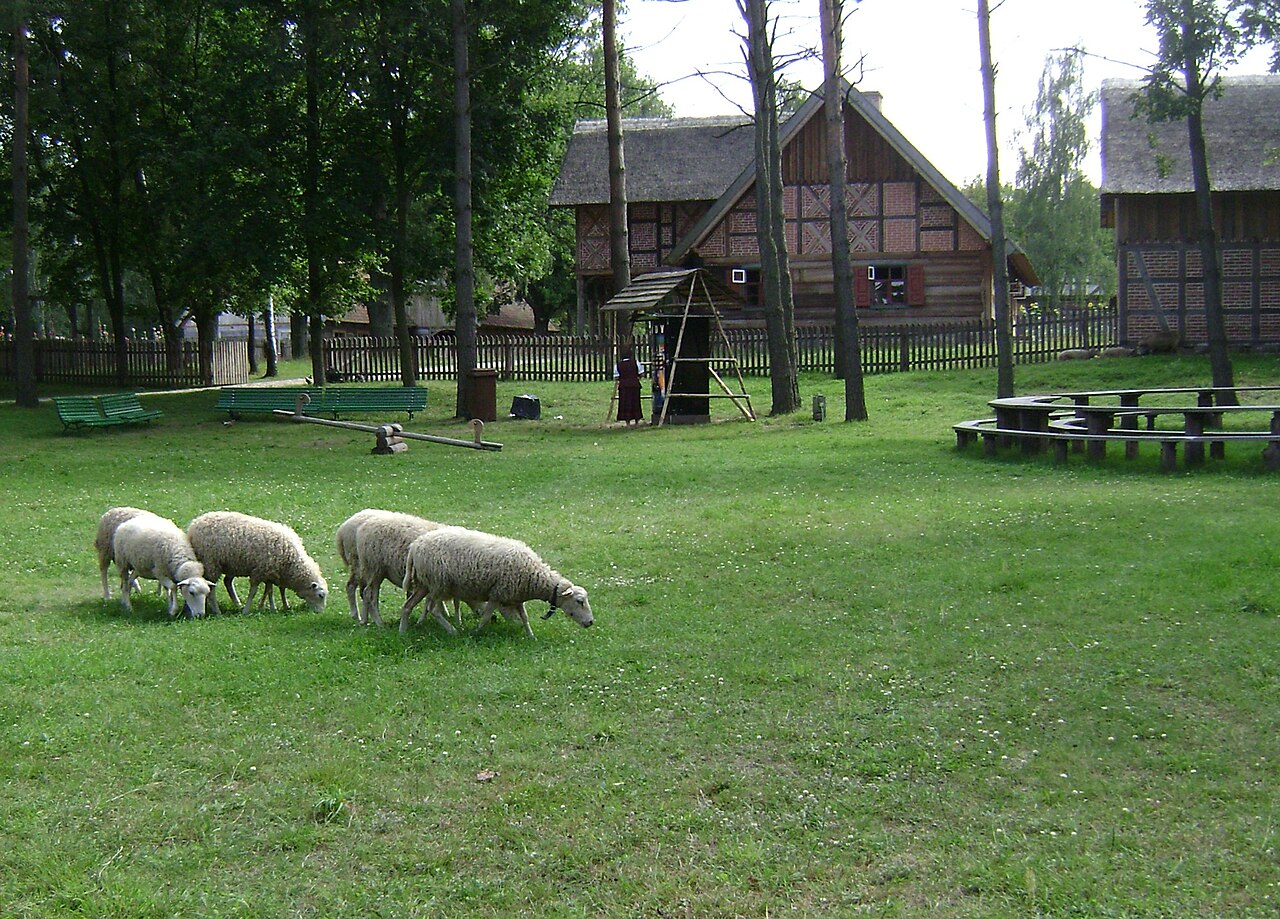 Owce na terenie skansenu w Olsztynku, fotografia z 2009 roku. Zdjęcie archiwalne, poglądowe; nie jest relacją z wydarzenia 4 października 2026 roku.