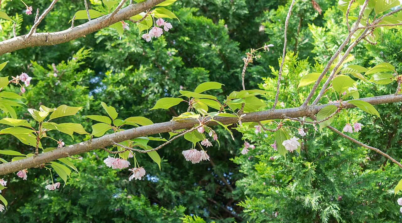 Kwitnąca wiśnia piłkowana w Ogrodzie Botanicznym UKW w Bydgoszczy, kwiecień 2024 roku. Zdjęcie poglądowe; nie przedstawia Skweru Nadziei ani odmiany drzew posadzonych w Olsztynie.