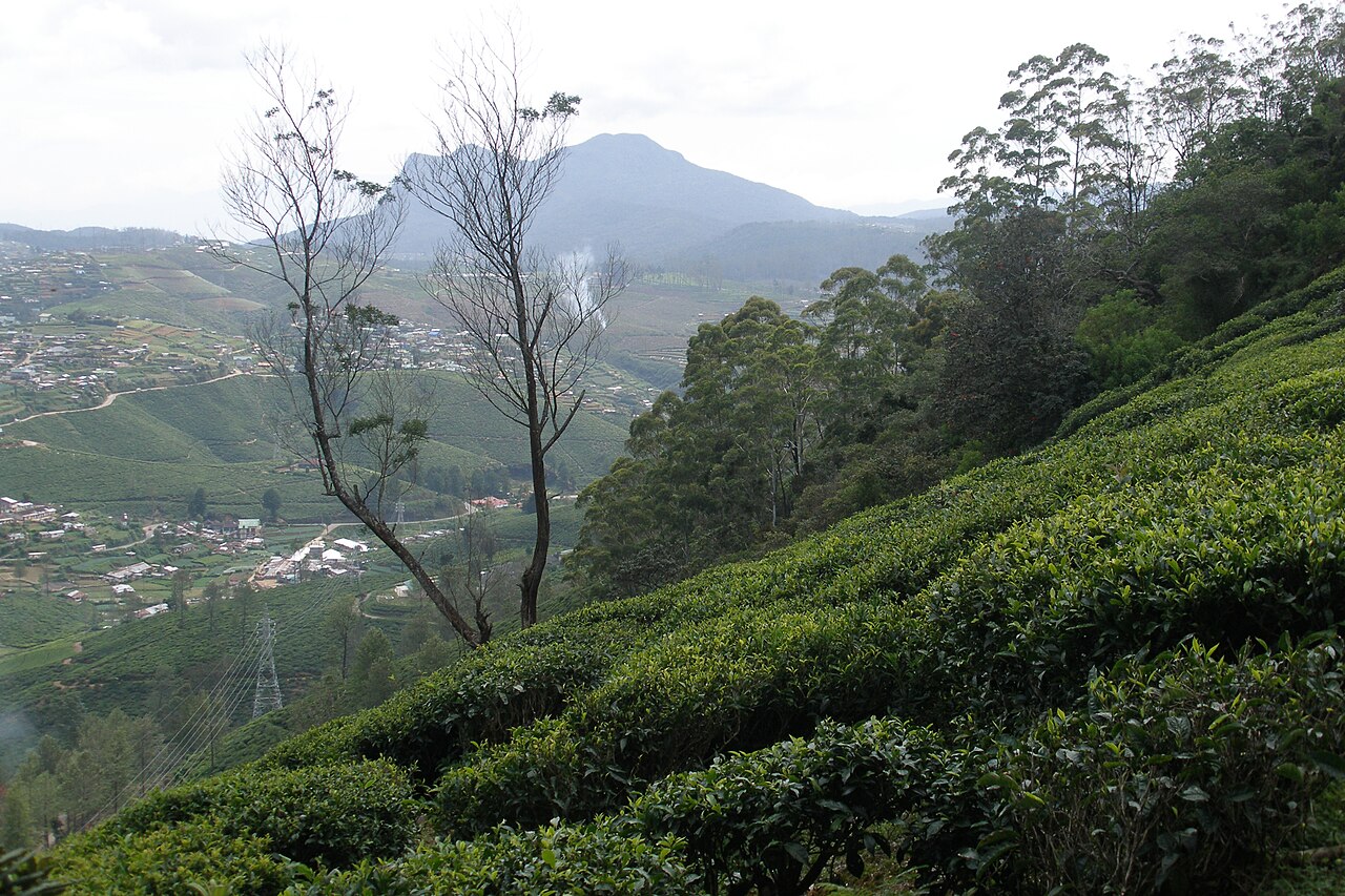 Plantacja herbaty w okolicach Nuwara Eliya na Sri Lance, 2007 rok. Zdjęcie poglądowe; nie pochodzi z podróży Anny i Przemysława Burzyńskich.