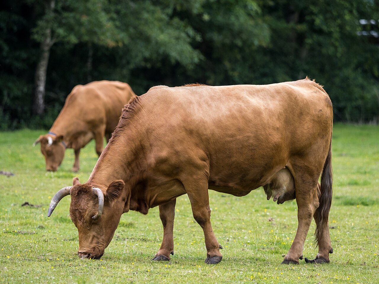 Krowy rasy limousine na pastwisku w Dolnej Saksonii w Niemczech, 2022 rok. Zdjęcie poglądowe; nie przedstawia gospodarstwa z gminy Olsztynek ani nie potwierdza certyfikacji QMP.